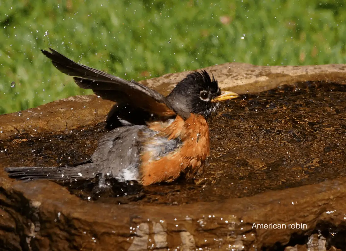 American robin taking a bath
