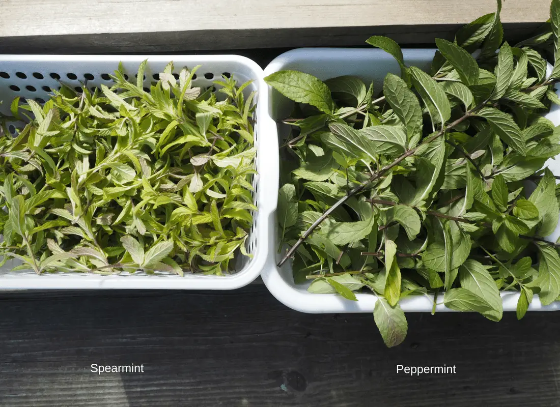 Spearmint and peppermint leaves