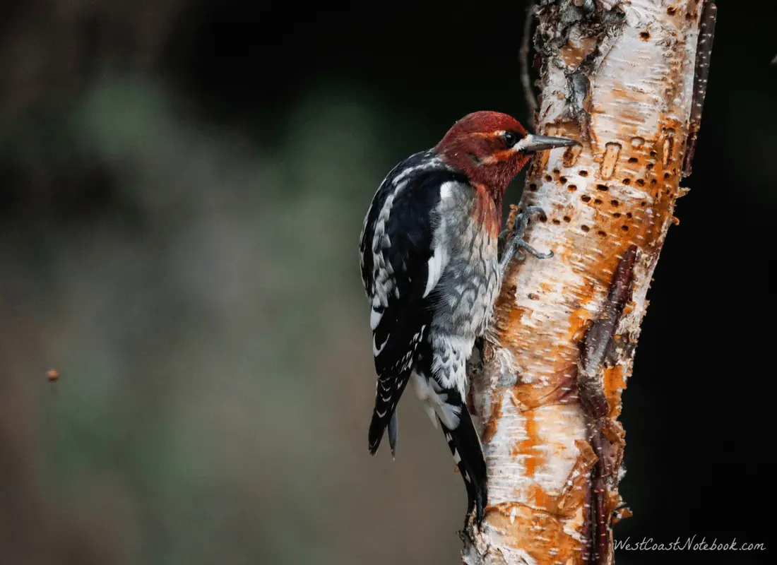 Red-breasted Sapsucker drinking sap