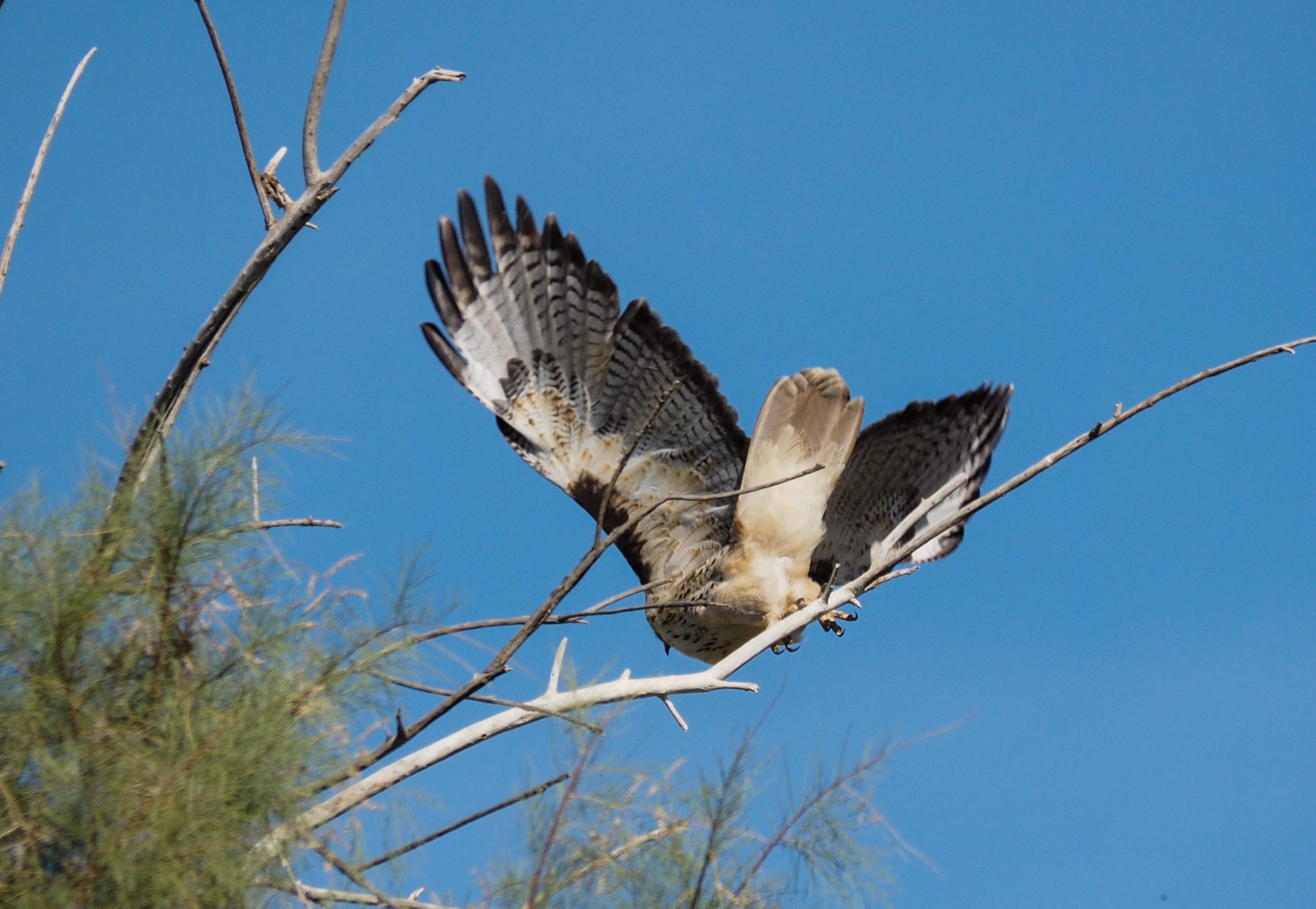 red-tailed hawk flying