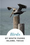 Birds Of South Padre Island, Texas
