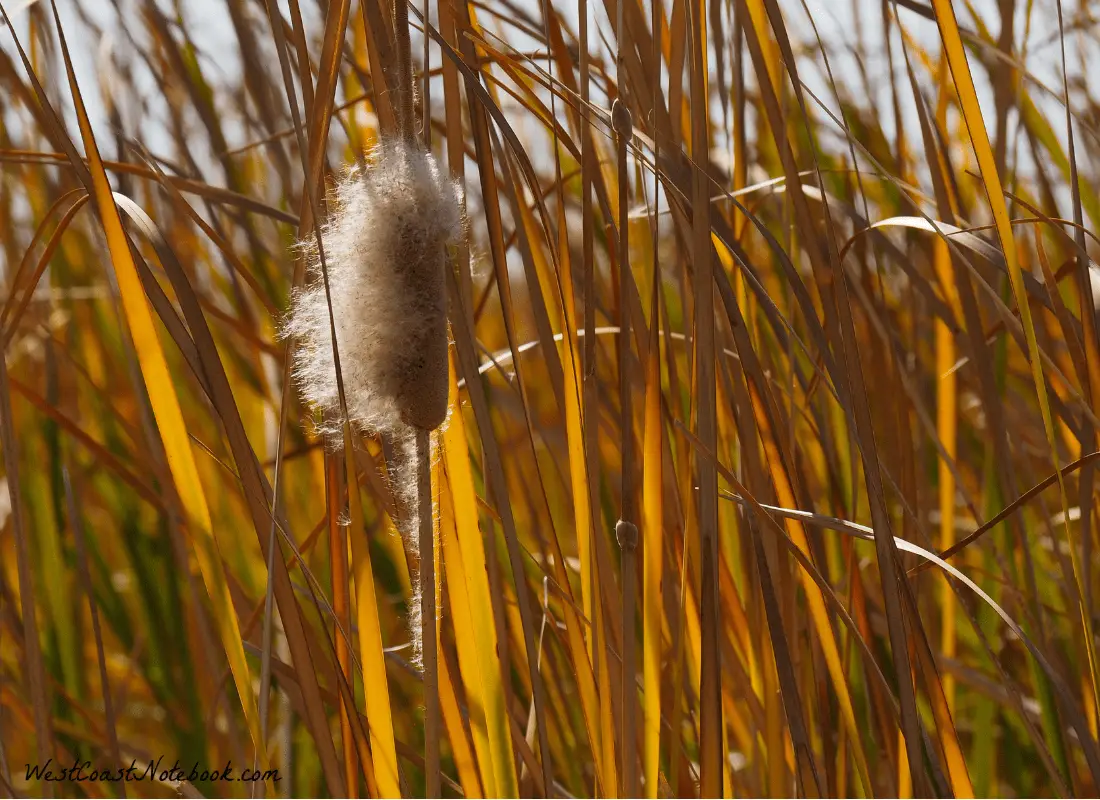 Cattails in marsh