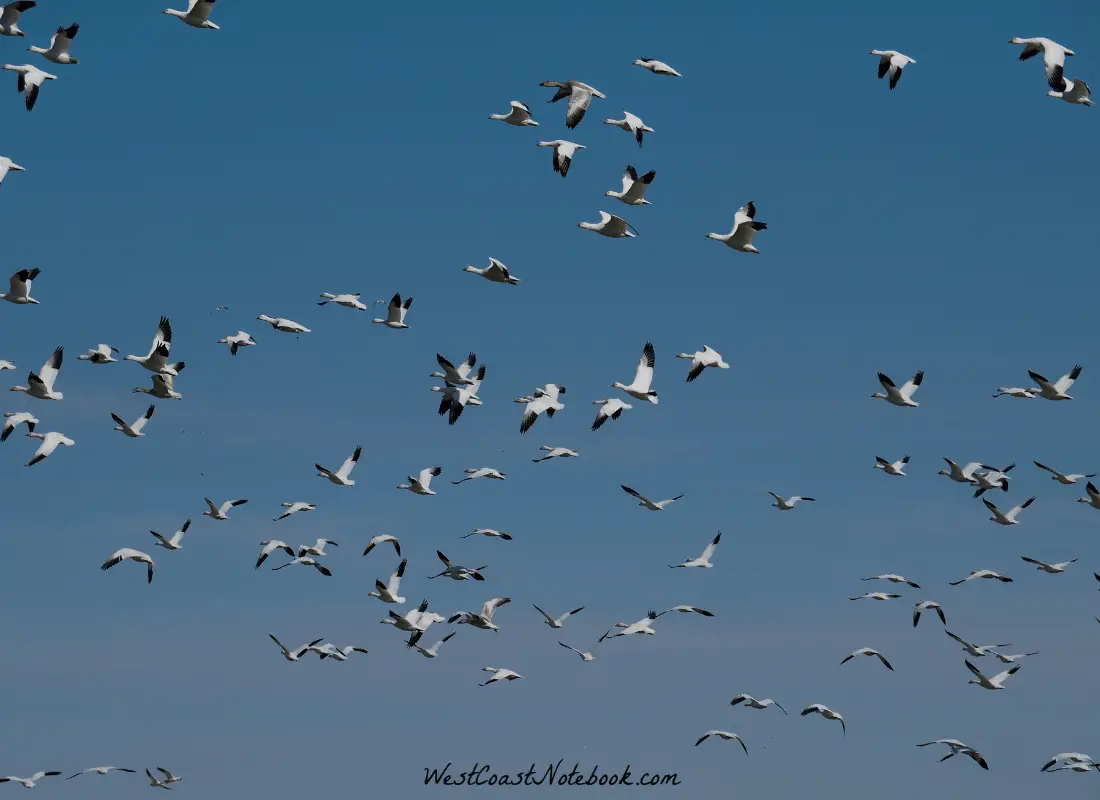 Flock of snow geese