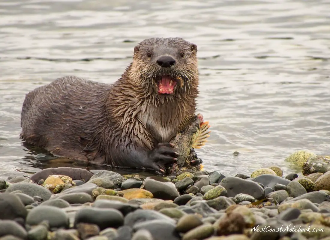 River Otter Lunching